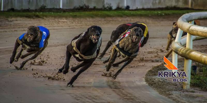 Core Structure Of Virtual Greyhound Racing