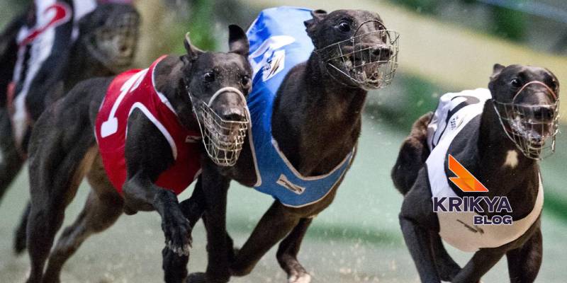 Platform Transparency And Virtual Greyhound Racing At krikya11