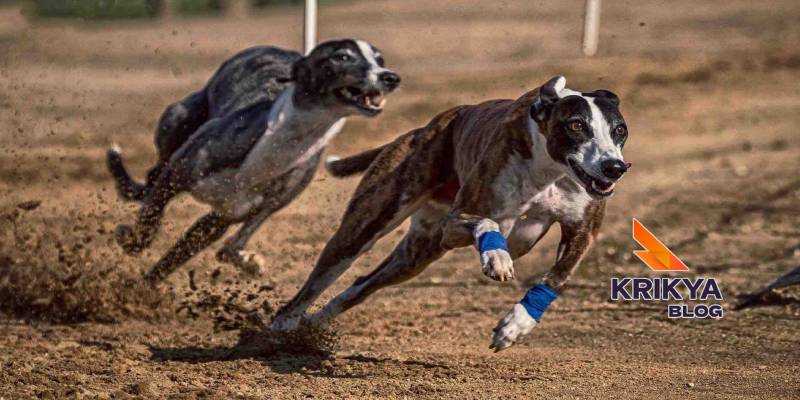 Volatility Profile Of Virtual Greyhound Racing